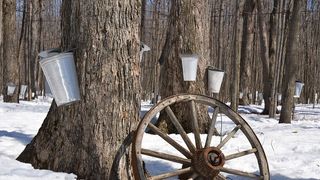 Sweet Success: Vermont Tops U.S. Maple Syrup Production in 2024 (Featured )