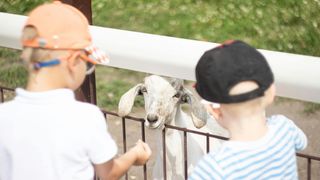 Vermont’s Farm-to-School Programs Are a Major Draw for Young Families Considering a Move (Featured )