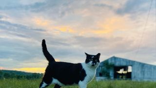 Vermont Leads the Nation in Cat Ownership, Adoption, and Affordability (Live in Vermont)