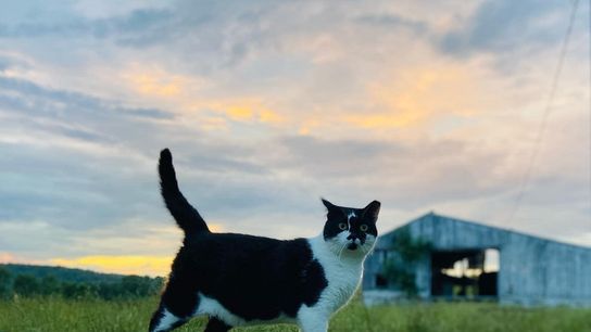 Vermont Leads the Nation in Cat Ownership, Adoption, and Affordability