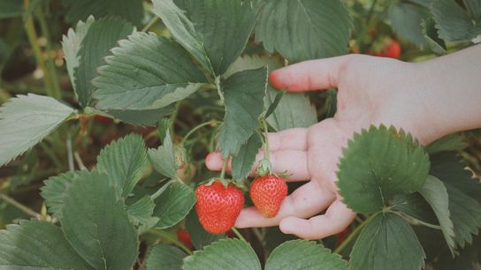 Strawberry Picking Season in Vermont: Why Early Summer Is One of the Best Times to Experience Green Mountain Living
